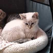 Thumbnail photo of Elliott #2