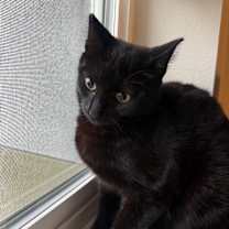 Thumbnail photo of Odyssey #3