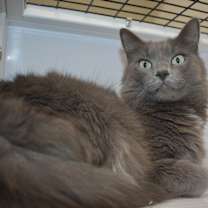 Thumbnail photo of Rosie Kitty #4