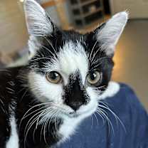 Thumbnail photo of Domino #1