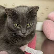 Thumbnail photo of Cherry Limeade #3