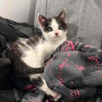 Thumbnail photo of HOOLIGAN #2