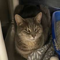 Thumbnail photo of Paisley  **Adoption Sponsored* #2