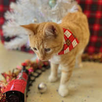 Thumbnail photo of Cheeseball #3