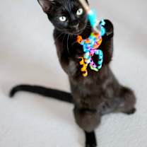 Thumbnail photo of Licorice #1