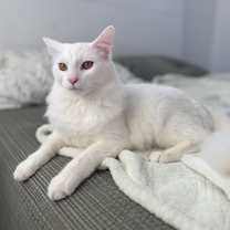 Thumbnail photo of Luffy #3