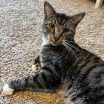 Thumbnail photo of Socks #1