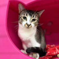 Thumbnail photo of Ribbit #1