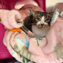 Thumbnail photo of Ribbit #2