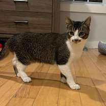 Thumbnail photo of Ribbit #3