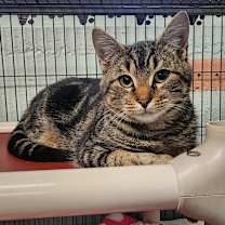 Thumbnail photo of Linguine #1