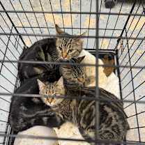 Thumbnail photo of Linguine #2