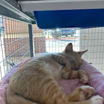 Thumbnail photo of Sammy #3