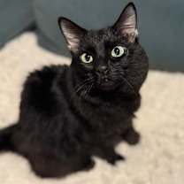 Thumbnail photo of Poe #1