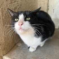 Thumbnail photo of Socks #1