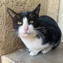 Thumbnail photo of Socks #2