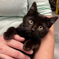 Thumbnail photo of Billie Bossa Nova #1