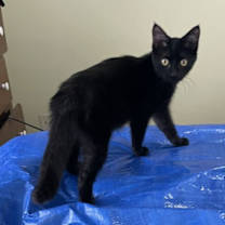 Thumbnail photo of Ferrari #2