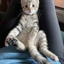 Thumbnail photo of Calvin #1