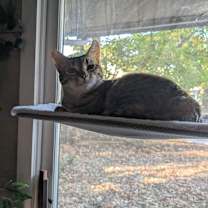 Thumbnail photo of Tempest #4