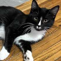 Thumbnail photo of Sparrow #1