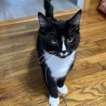 Thumbnail photo of Sparrow #2