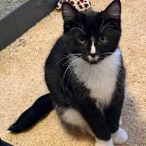 Thumbnail photo of Sparrow #3