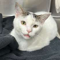 Thumbnail photo of *Frankie #1