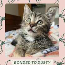 Thumbnail photo of Morticia #1