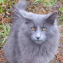 Thumbnail photo of King #2