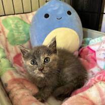 Thumbnail photo of Dorothea #2