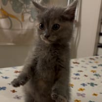 Thumbnail photo of Dorothea #4