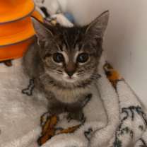 Thumbnail photo of Lottie #1