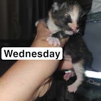 Thumbnail photo of Wednesday #2
