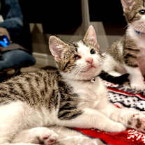 Thumbnail photo of Sappo #3