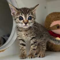 Thumbnail photo of Lottie #3