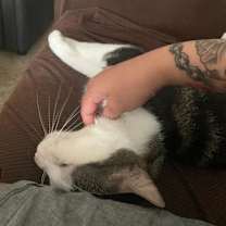 Thumbnail photo of Valor (fka Valentin) #4