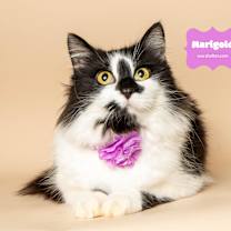 Thumbnail photo of MARIGOLD #1