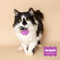 Thumbnail photo of MARIGOLD #2