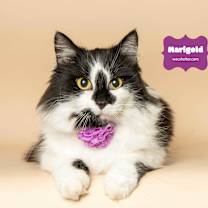 Thumbnail photo of MARIGOLD #3