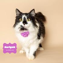Thumbnail photo of MARIGOLD #4