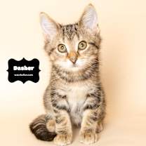 Thumbnail photo of DASHER #1