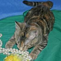 Thumbnail photo of Perky #2