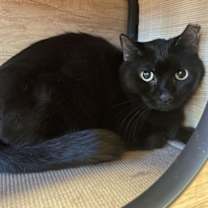 Thumbnail photo of Inky #1