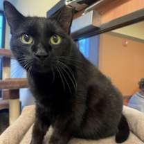 Thumbnail photo of Poe #1