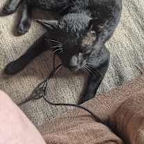 Thumbnail photo of Bendigo #2