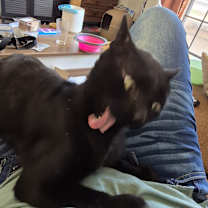 Thumbnail photo of Bendigo #3