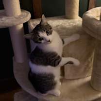 Thumbnail photo of Showgirl #3