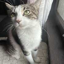 Thumbnail photo of Showgirl #4