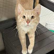 Thumbnail photo of Jolly #1